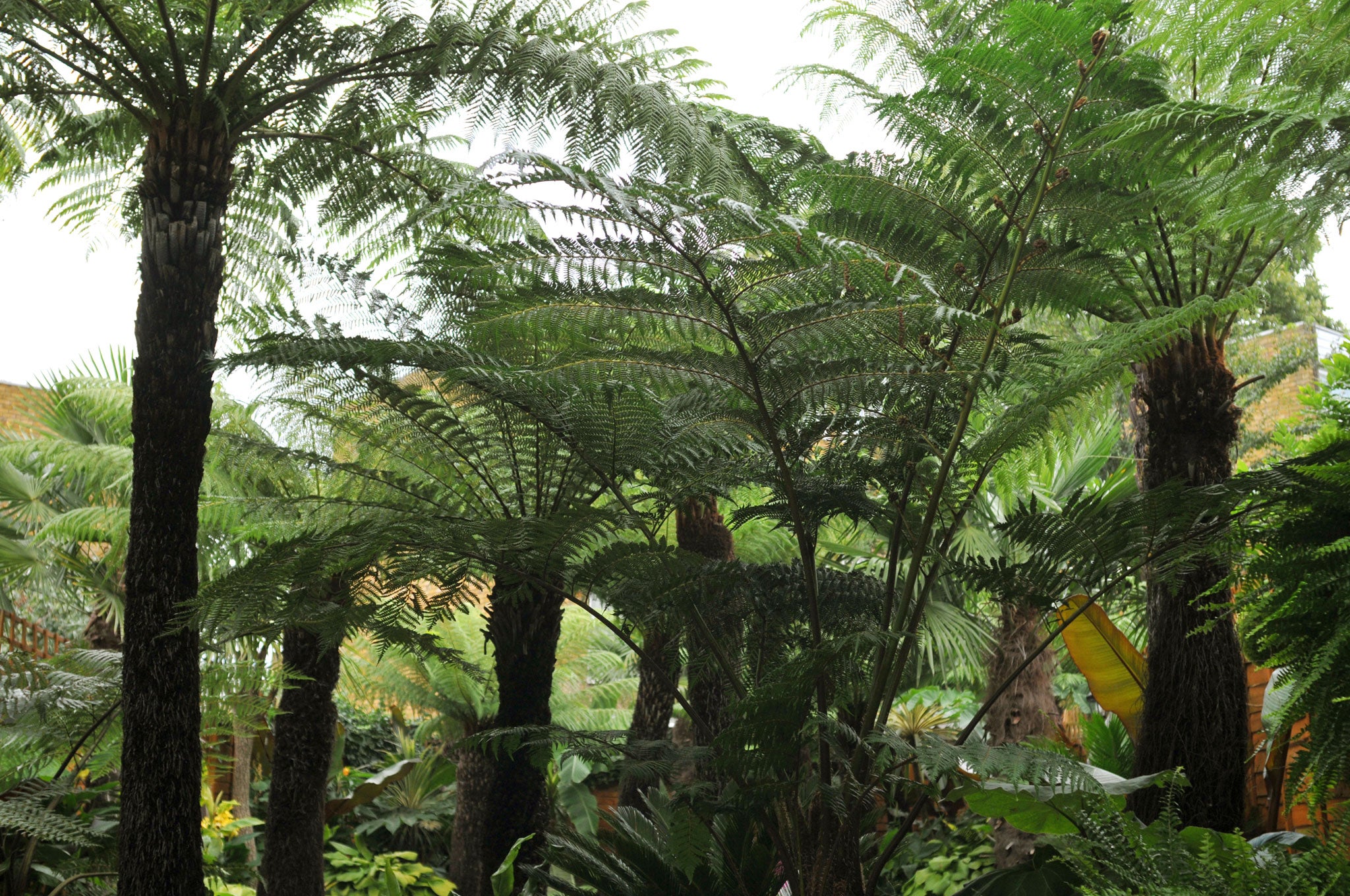 Patrick de Nangle's carefully nursed tree ferns, 'Cyathea australis'