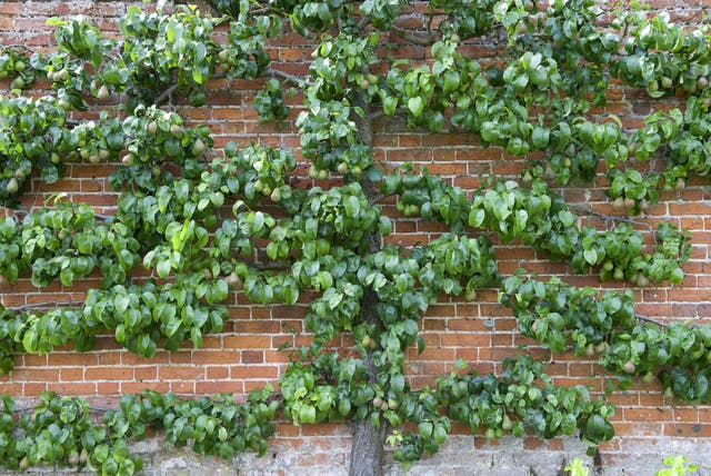 A pair tree trained against garden wall