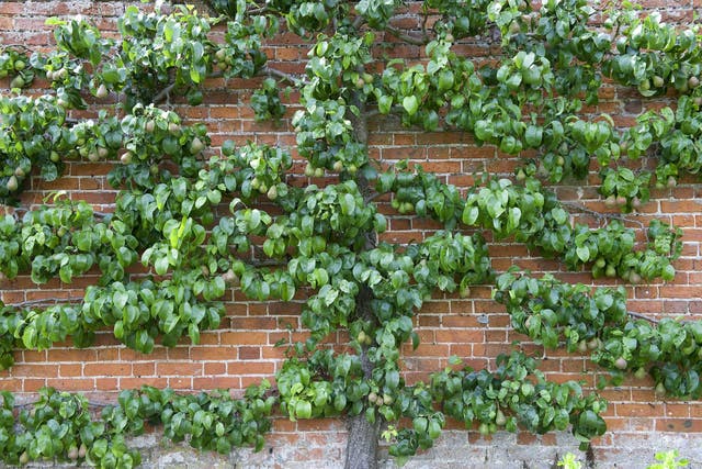 A pair tree trained against garden wall