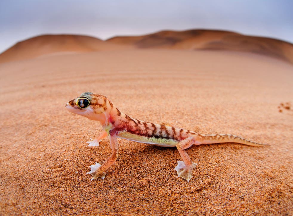 One small step for man, a giant leap for a lizard: a web-footed gecko