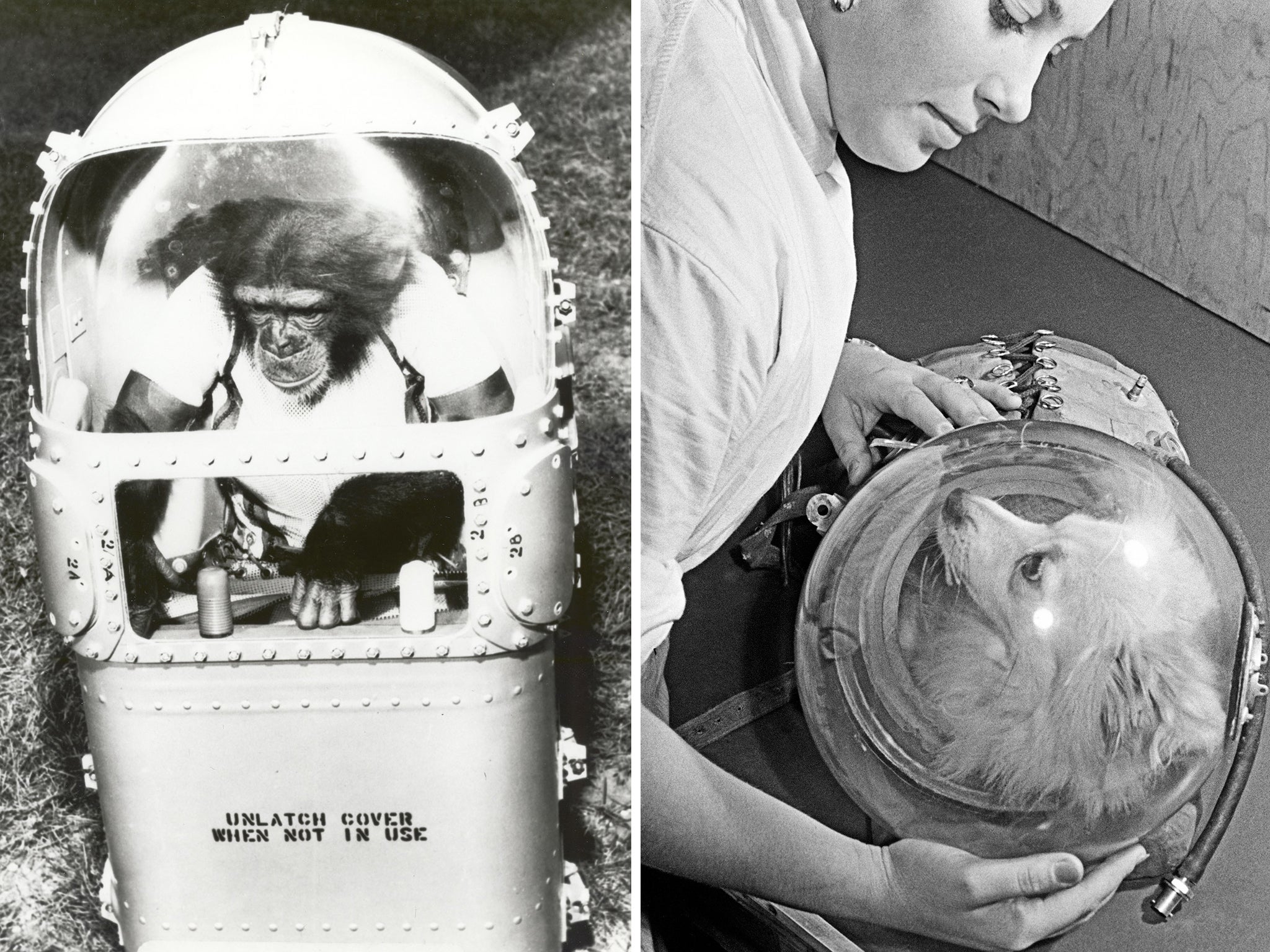 From left to right: Ham, the first chimpanzee in space; a Russian dog is prepared for lift off