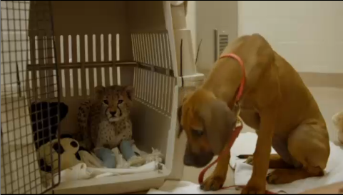 Ruuxa the cheetah after his surgery with best friend Raina the puppy