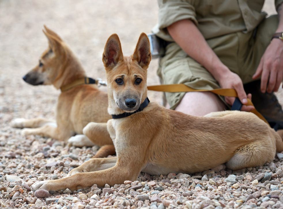 vælge stang vaskepulver Azaria Chamberlain dingo case: Sister of baby snatched by Australian wild  dog becomes dingo handler | The Independent | The Independent