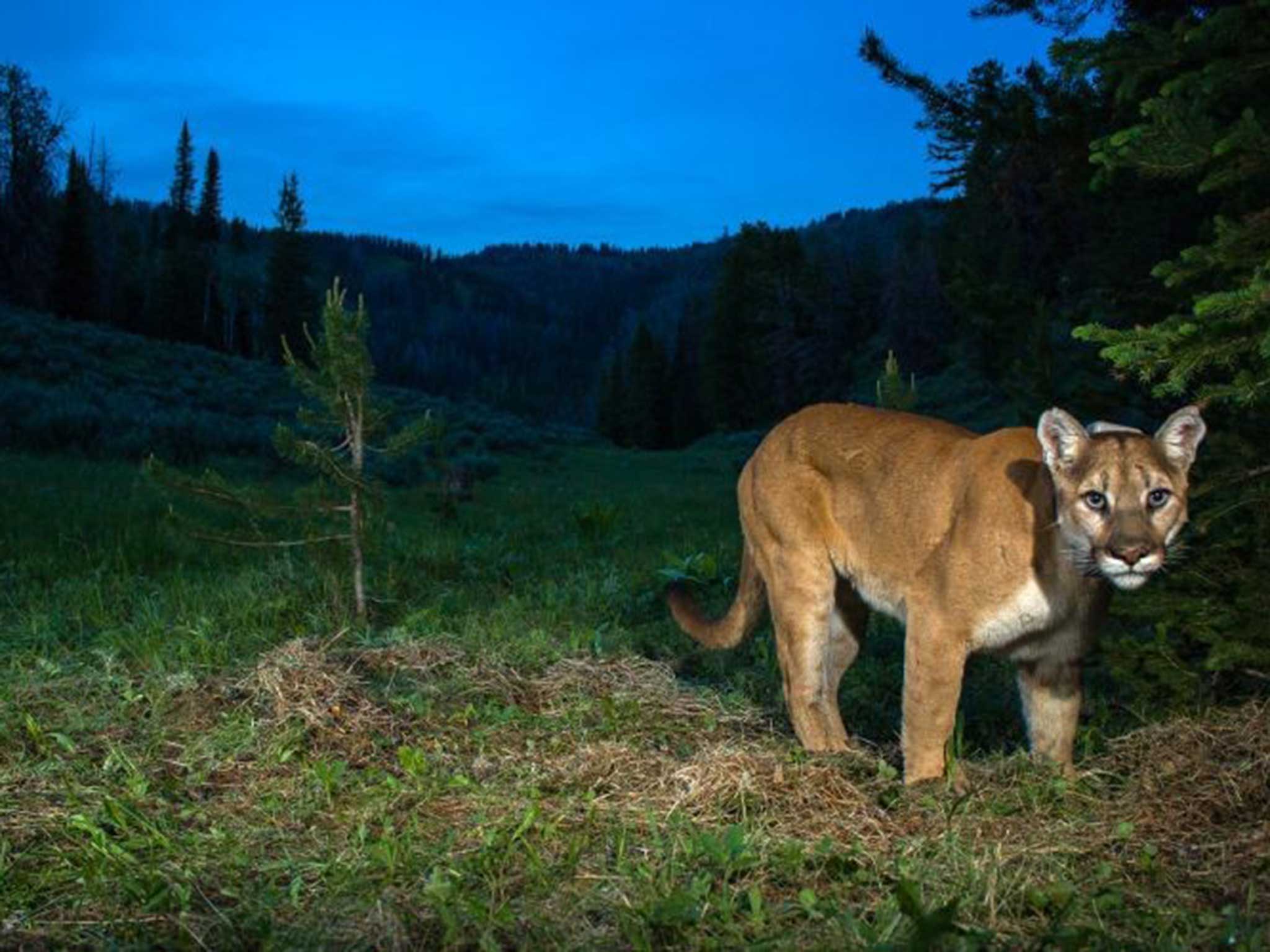 A cougar in northwest Wyoming as part of the Teton Cougar Project research effort