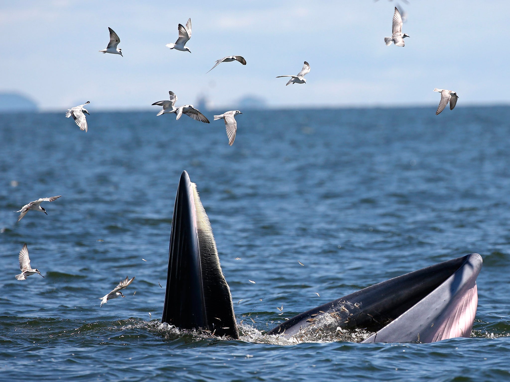 Before the Omura's whale was classified as a separate species, scientists thought it was a pygmy form of a Bryde's whale