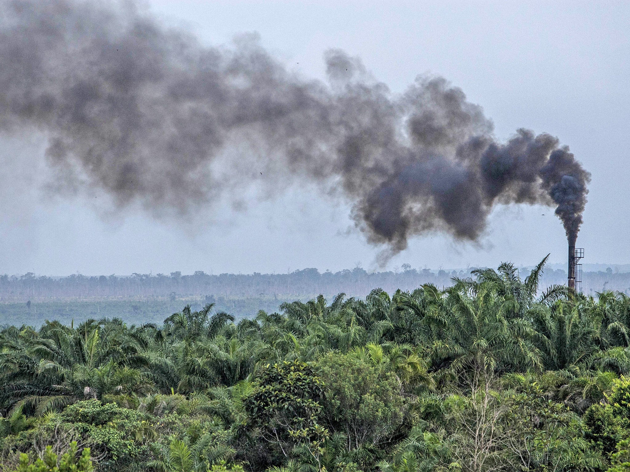 The expansion of palm oil plantations in Indonesia has increased greenhouse gas emissions