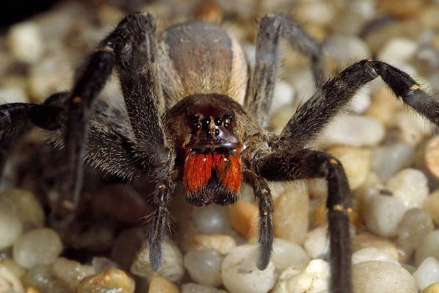 <p>The banana spider’s venom has some nasty side effects </p>