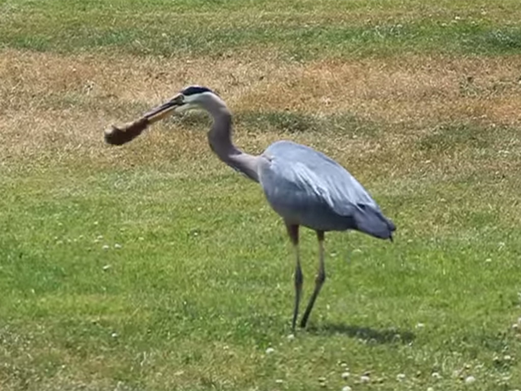 The blue heron wrangles with the gopher