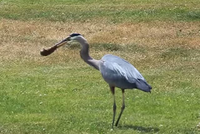 <p>A blue heron wrangles with a gopher</p>