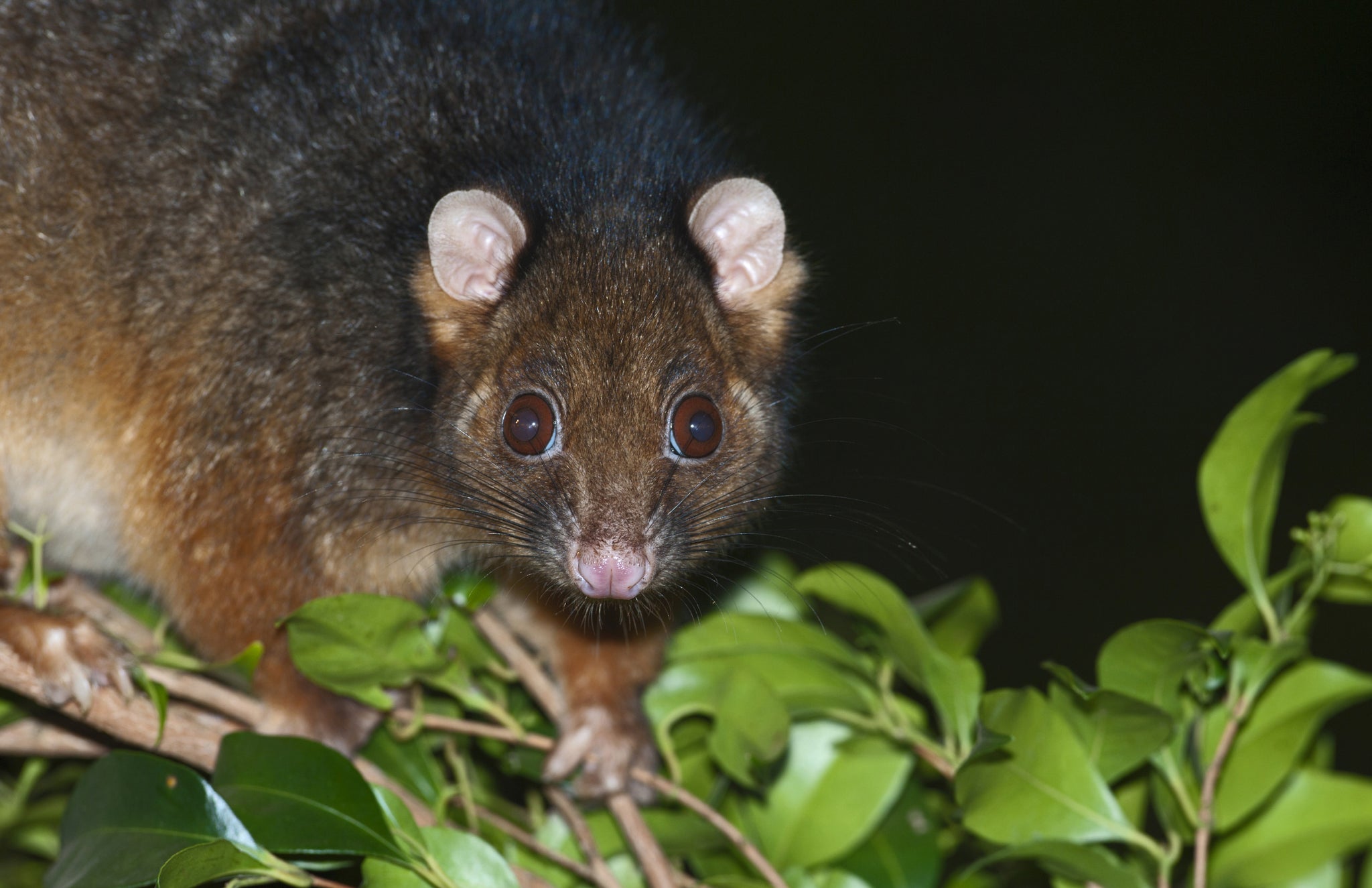 Possum faeces may contain a bacteria which causes flesh-eating ulcers in humans
