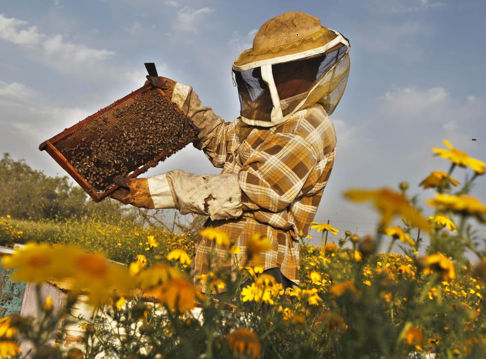 A beekeeper inspects a rack of honey-bees.