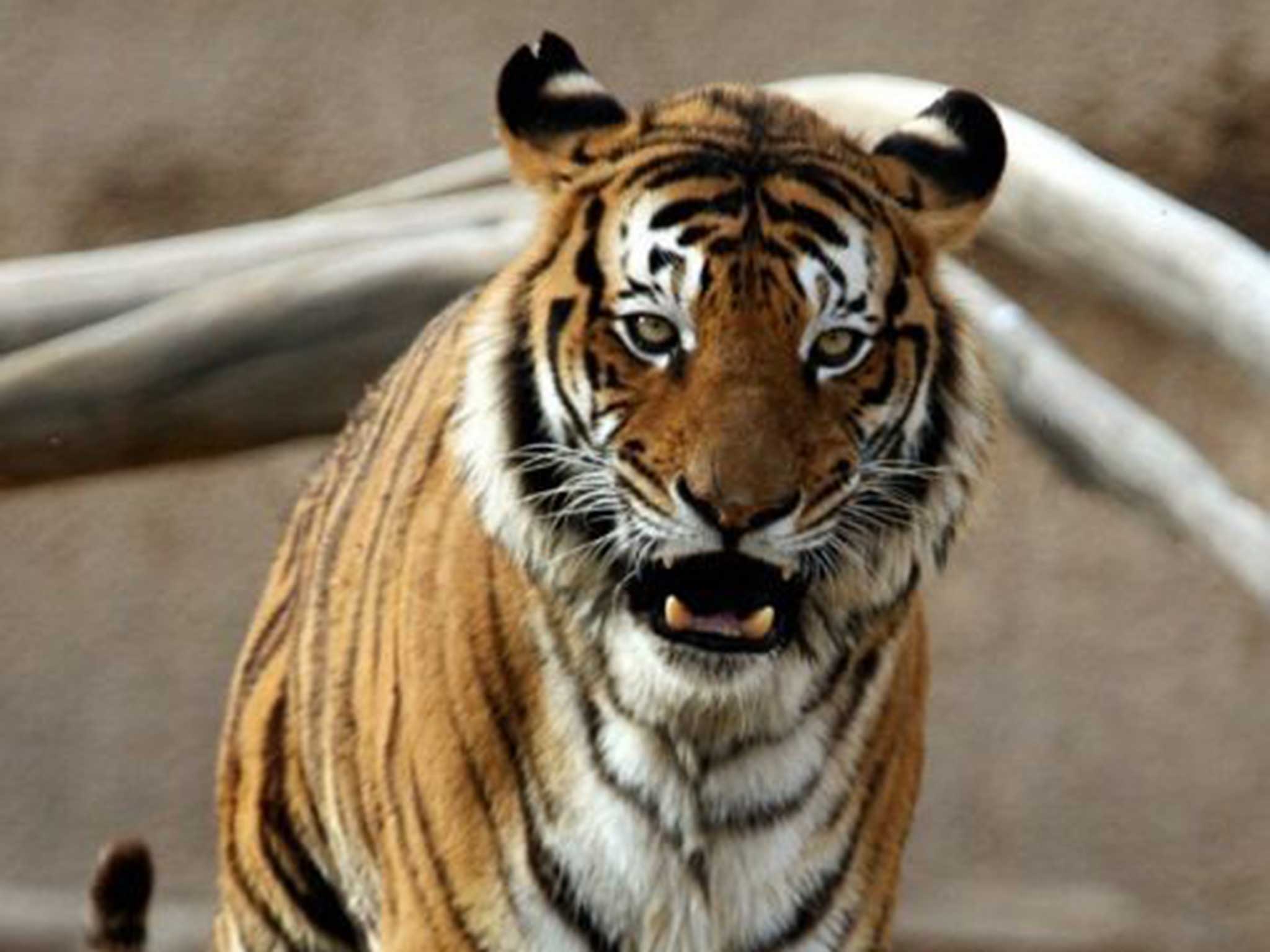 A Bengal tiger in Saudi Arabia