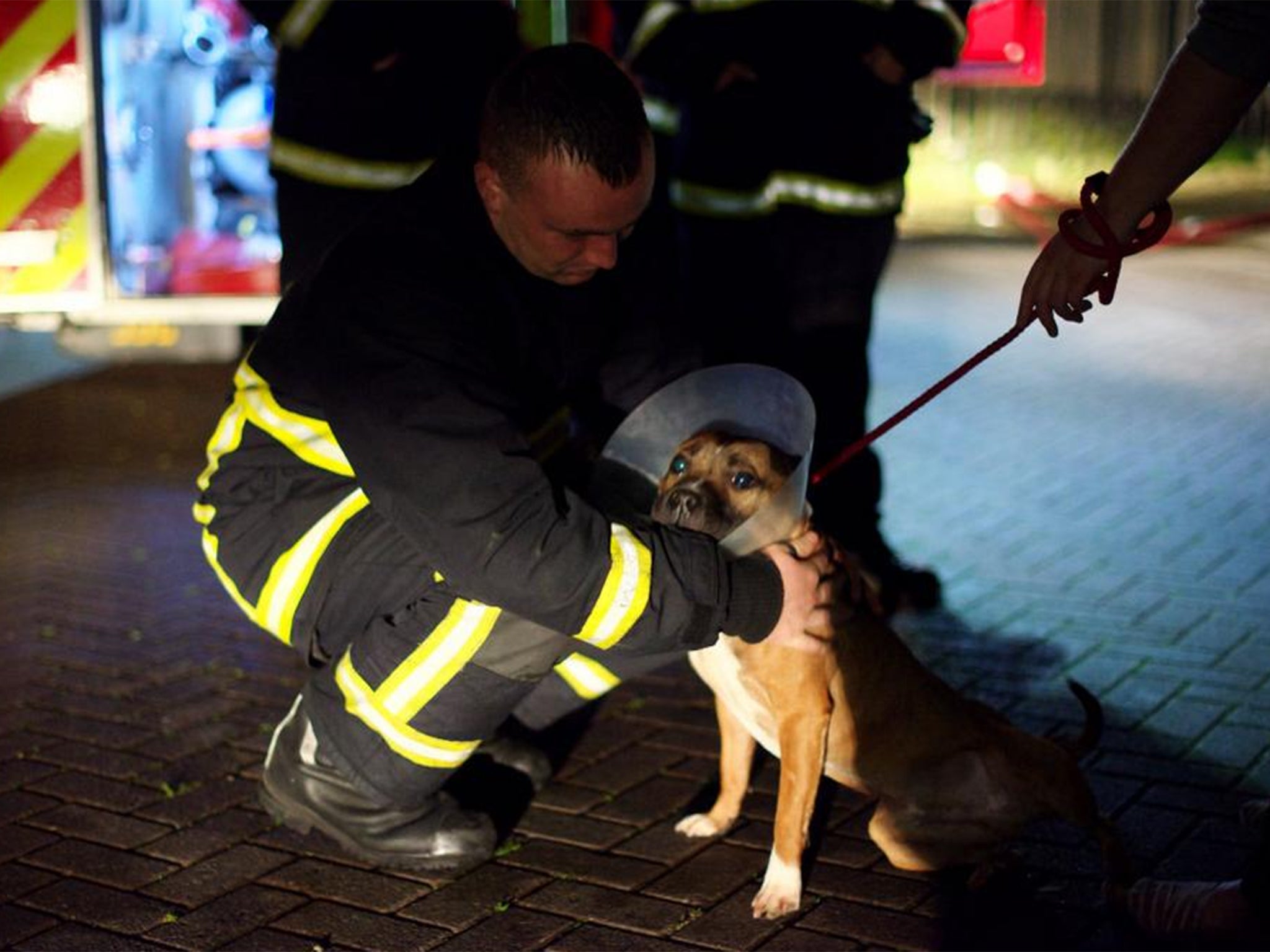 Around 150 dogs have been rescued