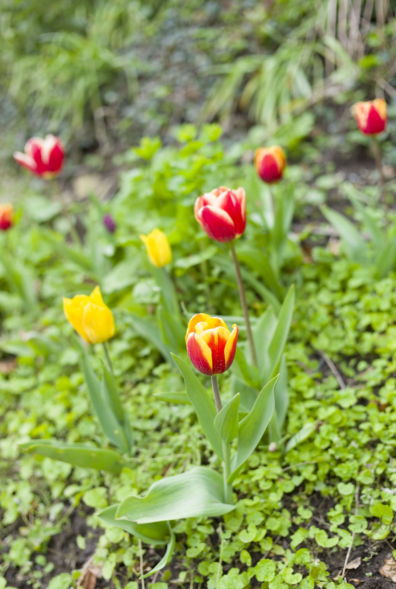 From the mountains of Turkey and Iran to the gardens of Britain, wild tulips add bold colour to a winter palette