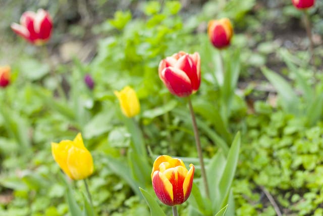 From the mountains of Turkey and Iran to the gardens of Britain, wild tulips add bold colour to a winter palette