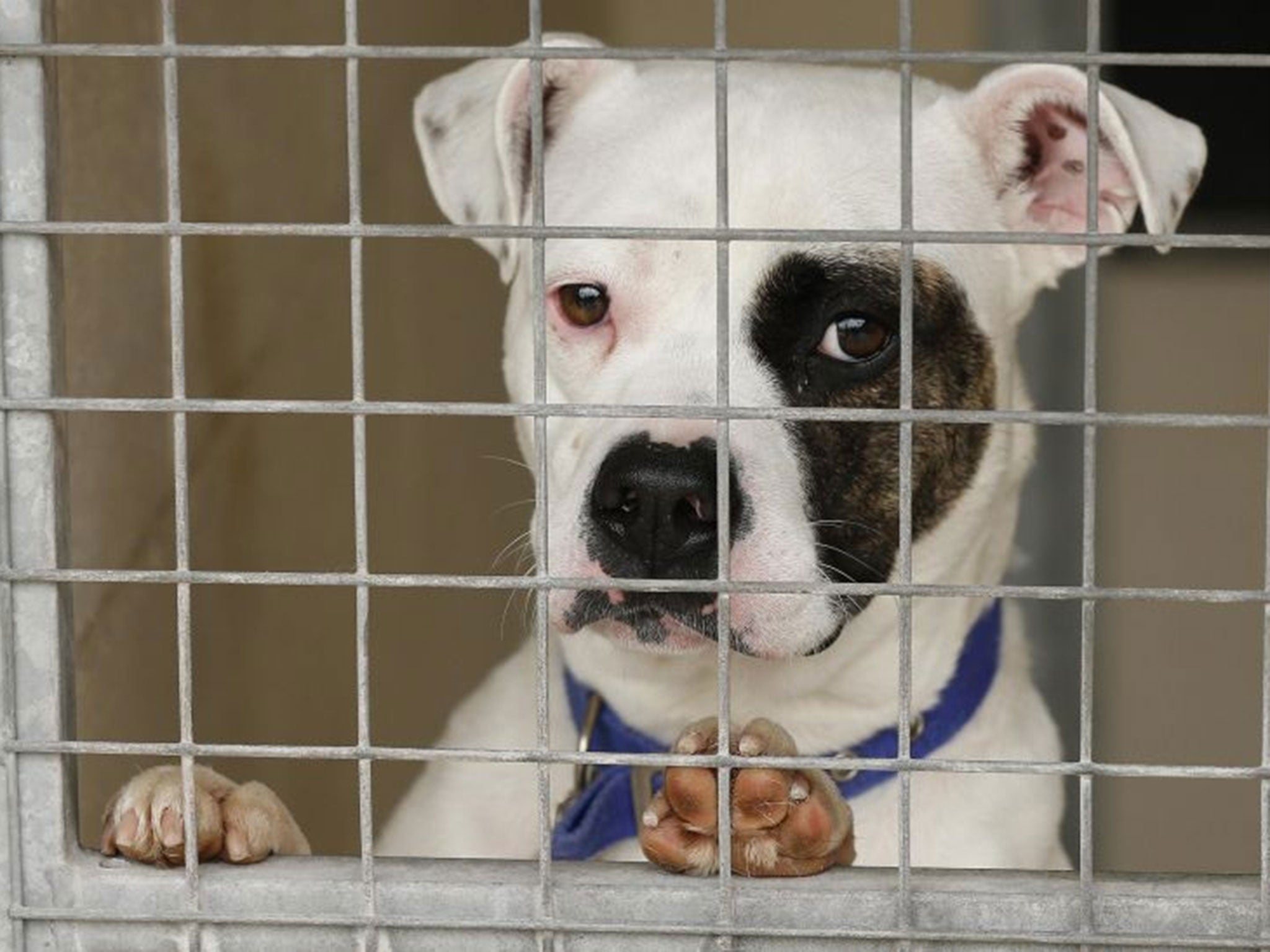 A dog rescued from a fire at Manchester Dogs' Home looks out from a cage in its temporary home at Cheshire Dogs' Home near Warrington, northern England.