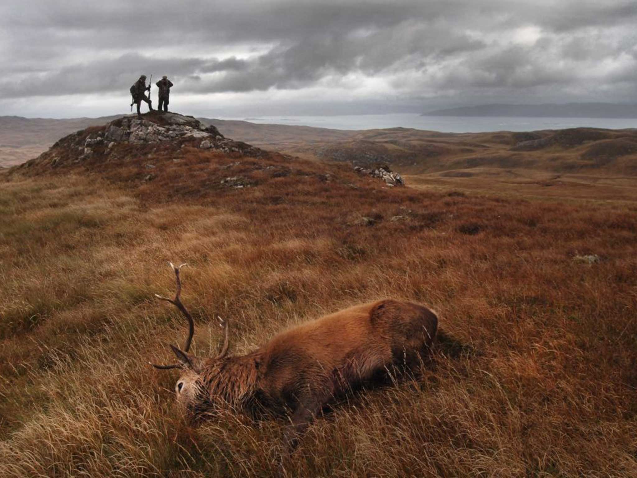 Hunted: A stag lies dead on Jura, where David Cameron holidays and has himself stalked deer
