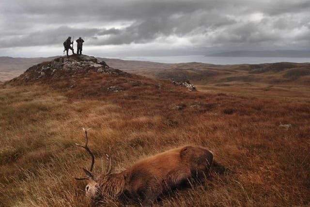 Hunted: A stag lies dead on Jura, where David Cameron holidays and has himself stalked deer 