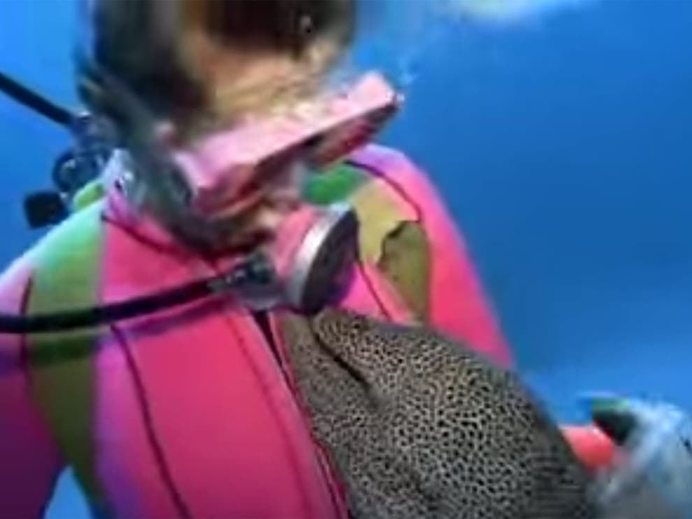Video Diver befriends an eel The Independent The Independent