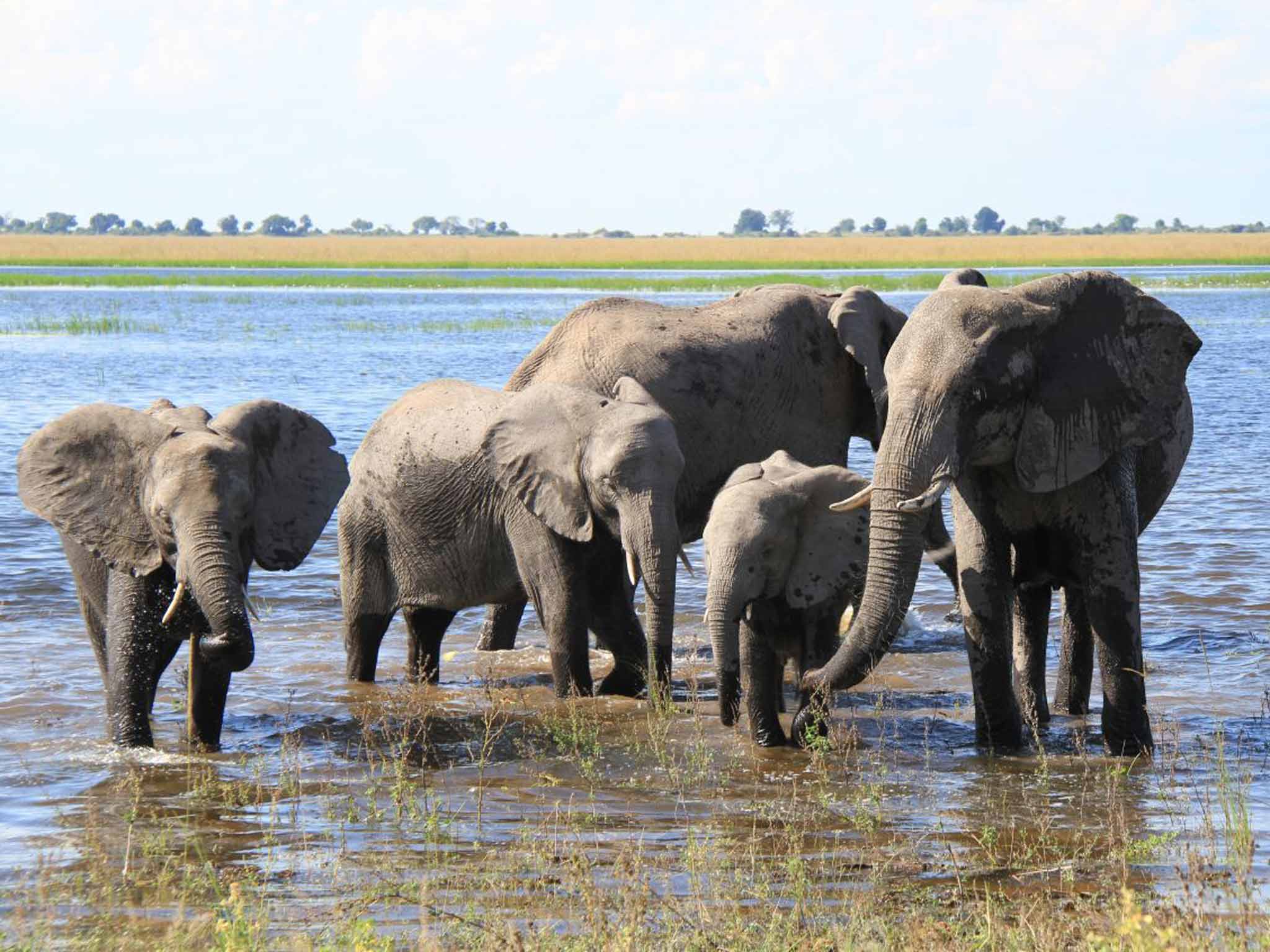 Seen and herd: elephants in Chobe River