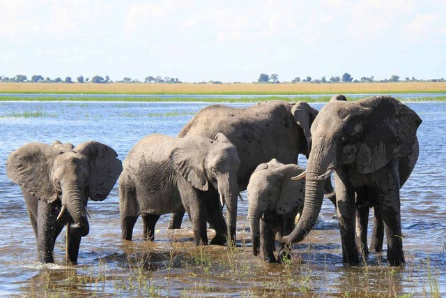 Seen and herd: elephants in Chobe River