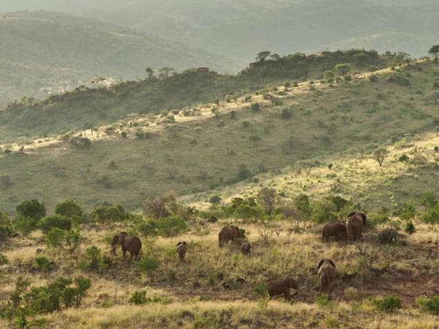 Botswana: A trunk call for elephant conservation | The Independent ...