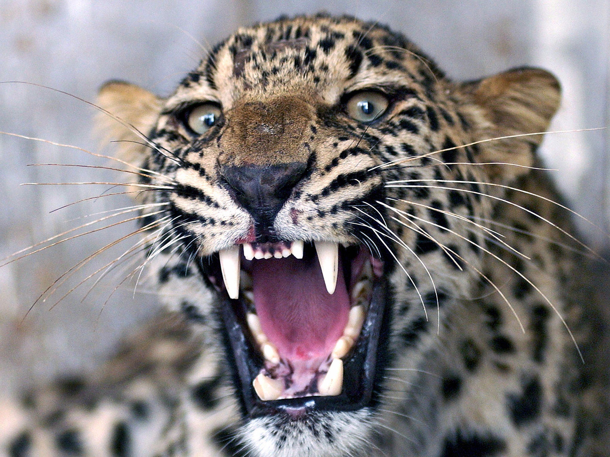 An injured common leopard roars as Pakistani employees of the Wildlife Department (unseen) attempt to give it an injection in Peshawar, 28 June 2006.