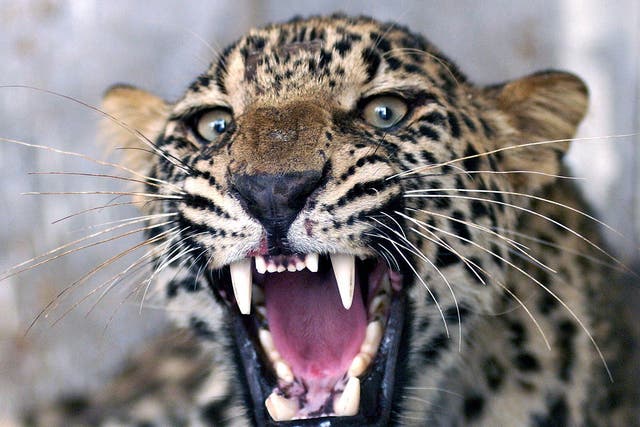 An injured common leopard roars as Pakistani employees of the Wildlife Department (unseen) attempt to give it an injection in Peshawar, 28 June 2006.