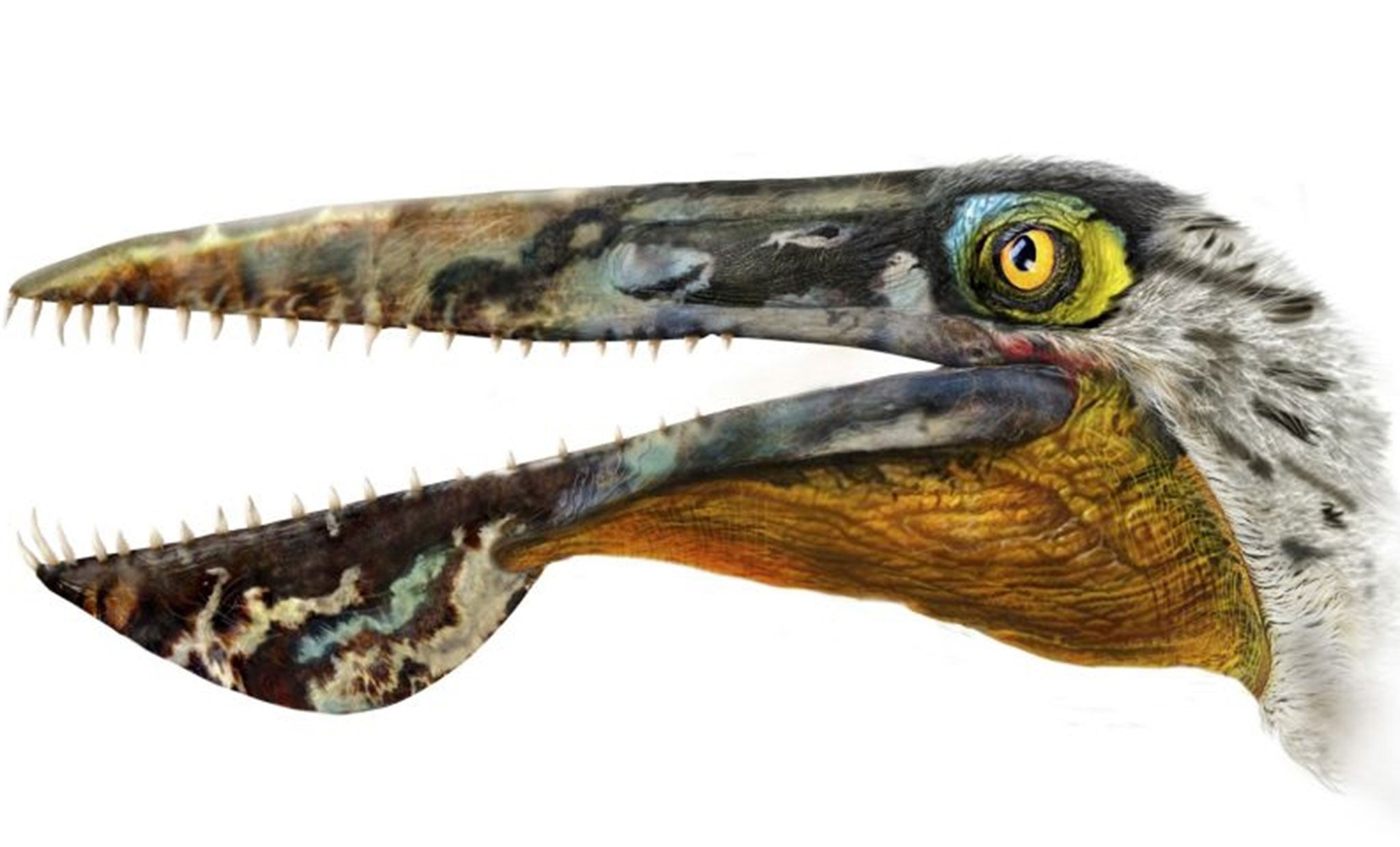 The head reconstruction of Ikrandraco avatar is shown in this illustration courtesy of Chuang Zhao. Scientists on Thursday announced the discovery of fossils in China of a type of flying reptile called a pterosaur that lived 120 millions years ago and so closely resembled those creatures from the 2009 film, Avatar that they named it after them.