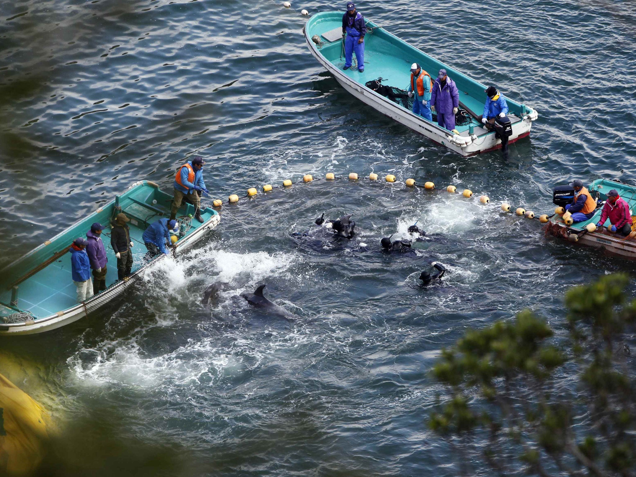 Fishermen in wetsuits hunt dolphins at a cove in Taiji earlier this year