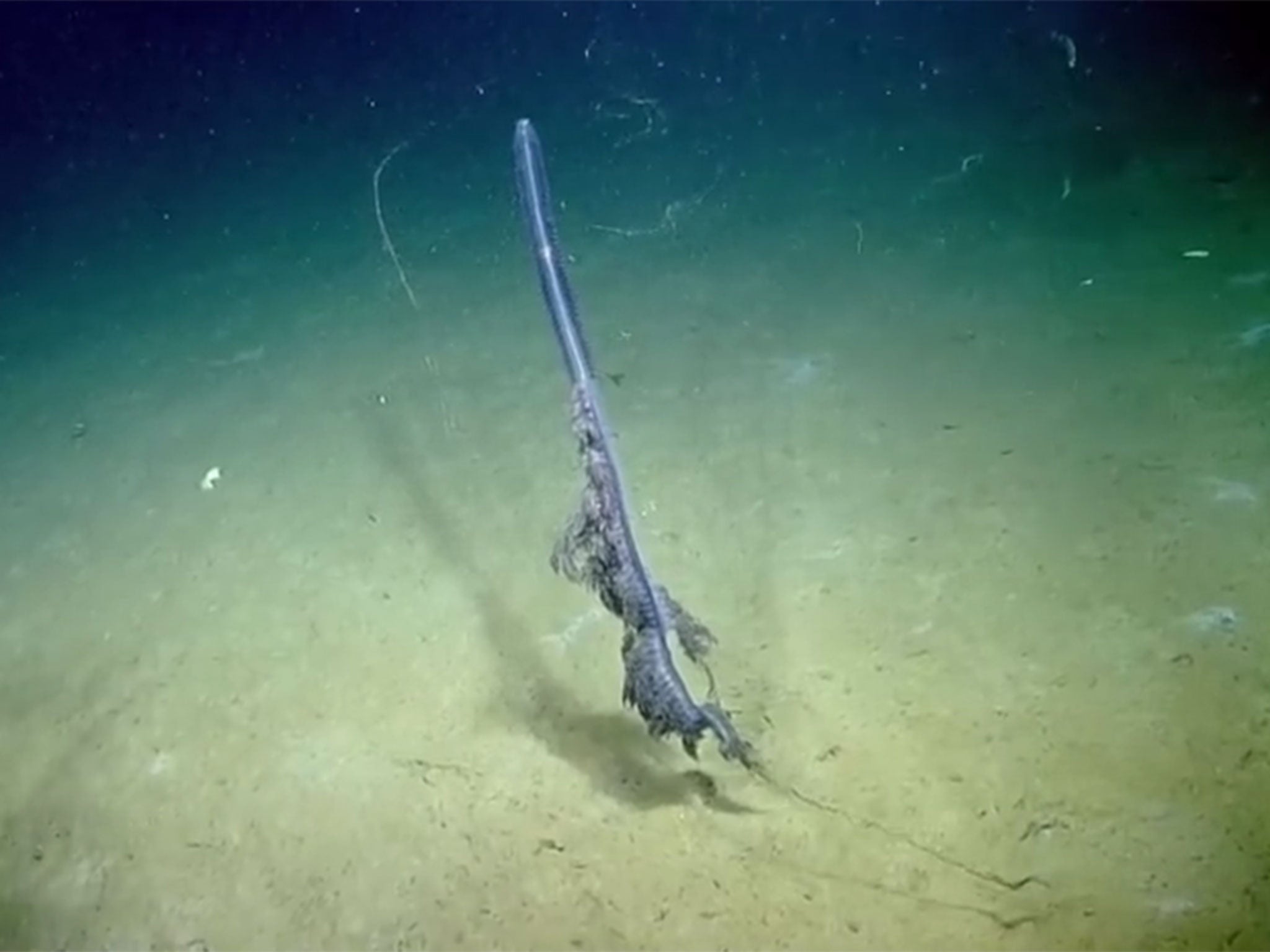 The rare siphonophore discovered during an expedition in the Gulf of Mexico