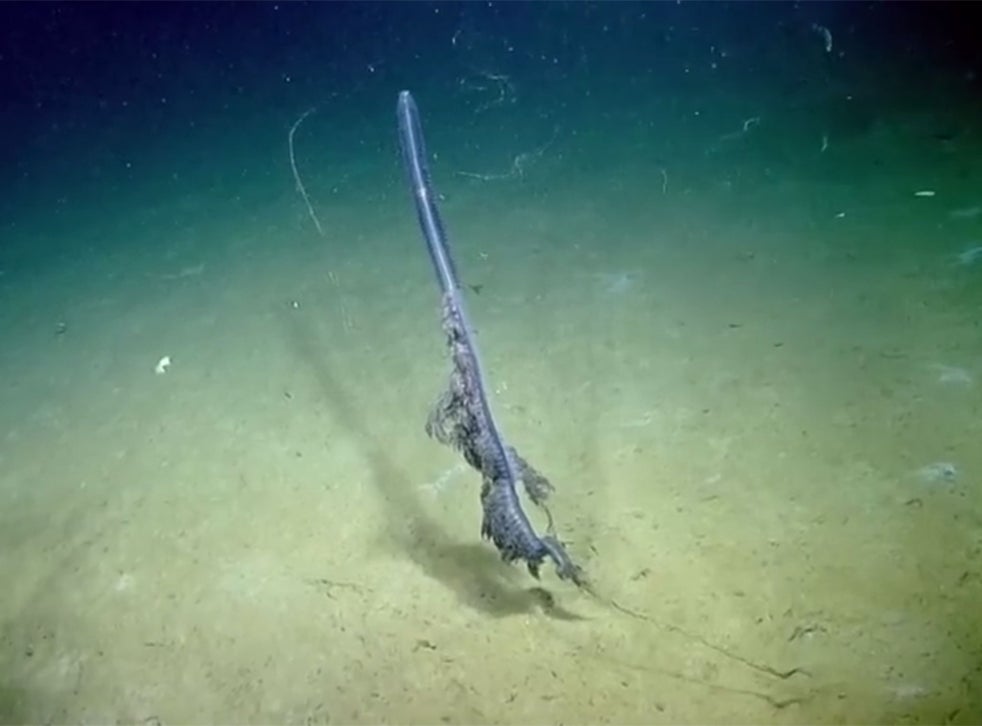 Siphonophore video: Marine biologists capture rare sea creature in the ...