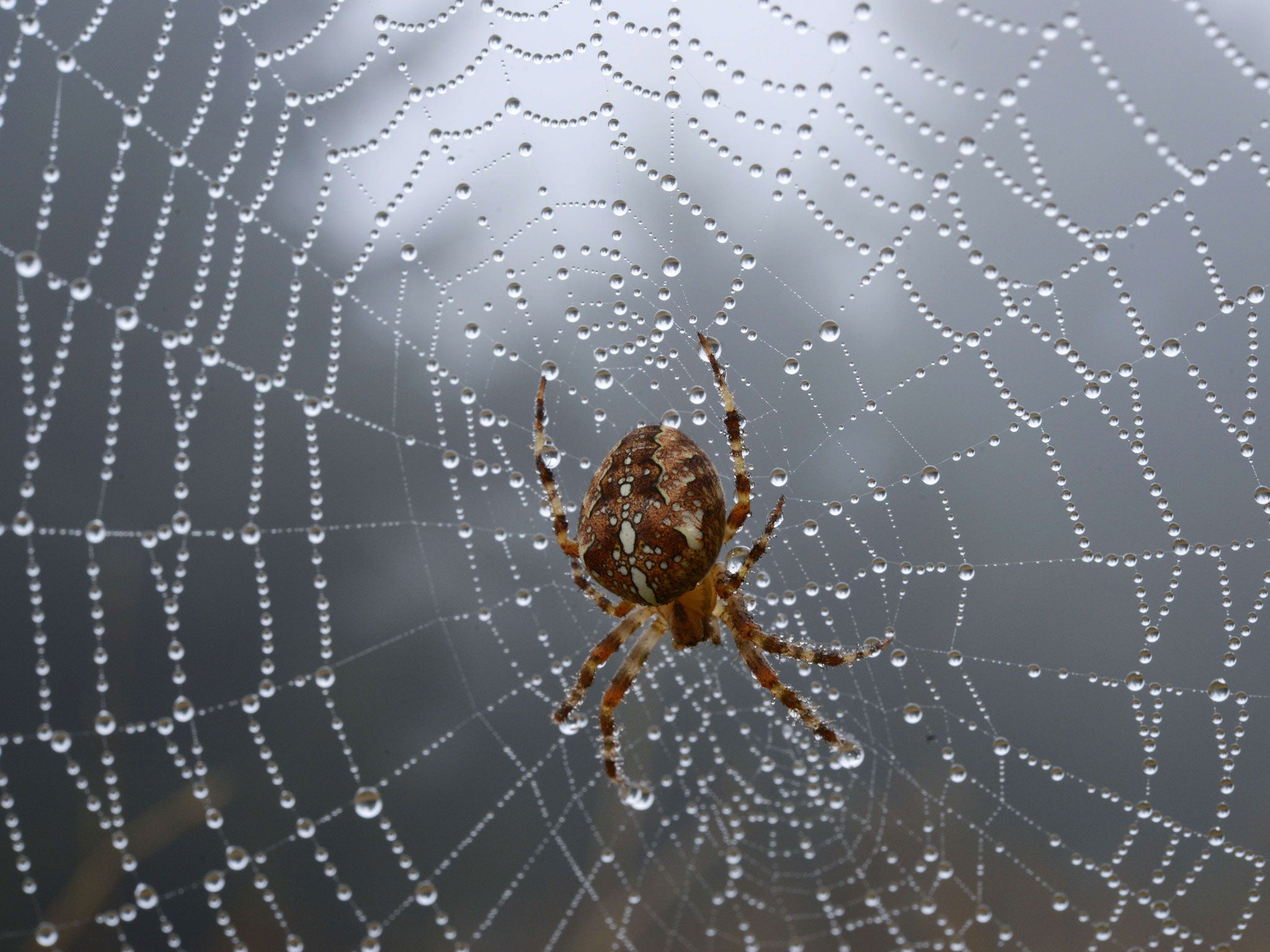 Large sheets of dense and gooey spider webs have appeared following recent heavy rain
