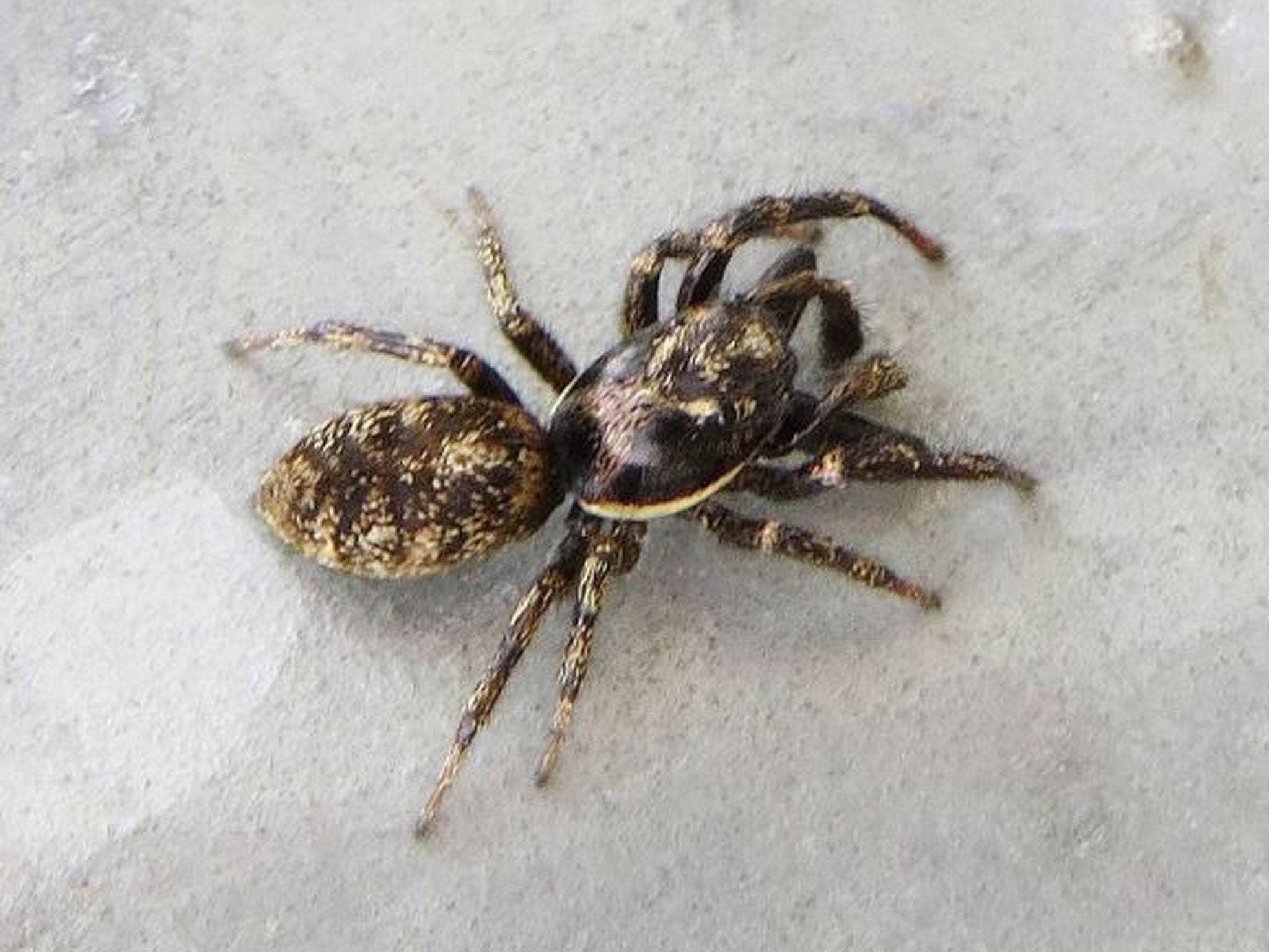 A jumping male spider