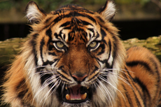 Wildlife Park visitor saw tiger pounce on woman zookeeper 
