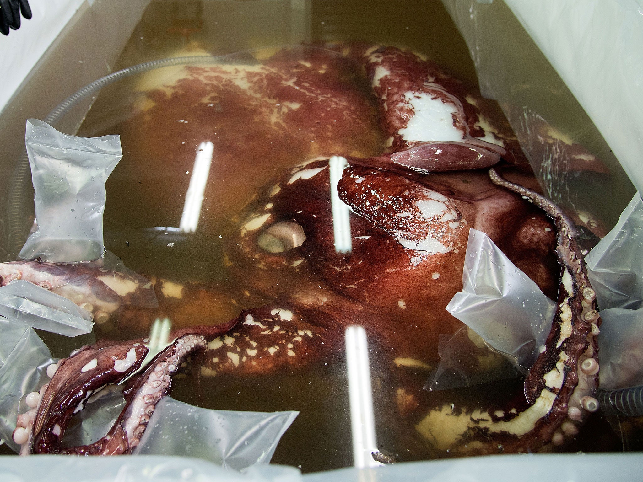 After waiting eight months, researchers were finally able to thaw out a 350kg squid in order to inspect the elsuive deep sea creature.