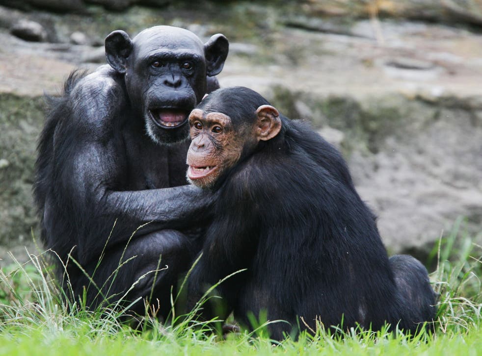 Chimps and humans are both ‘natural born killers’ with an Chimps and humans are both ‘natural born killers’ with an
