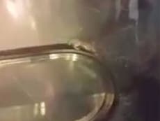 Rat gets stuck on endless escalator