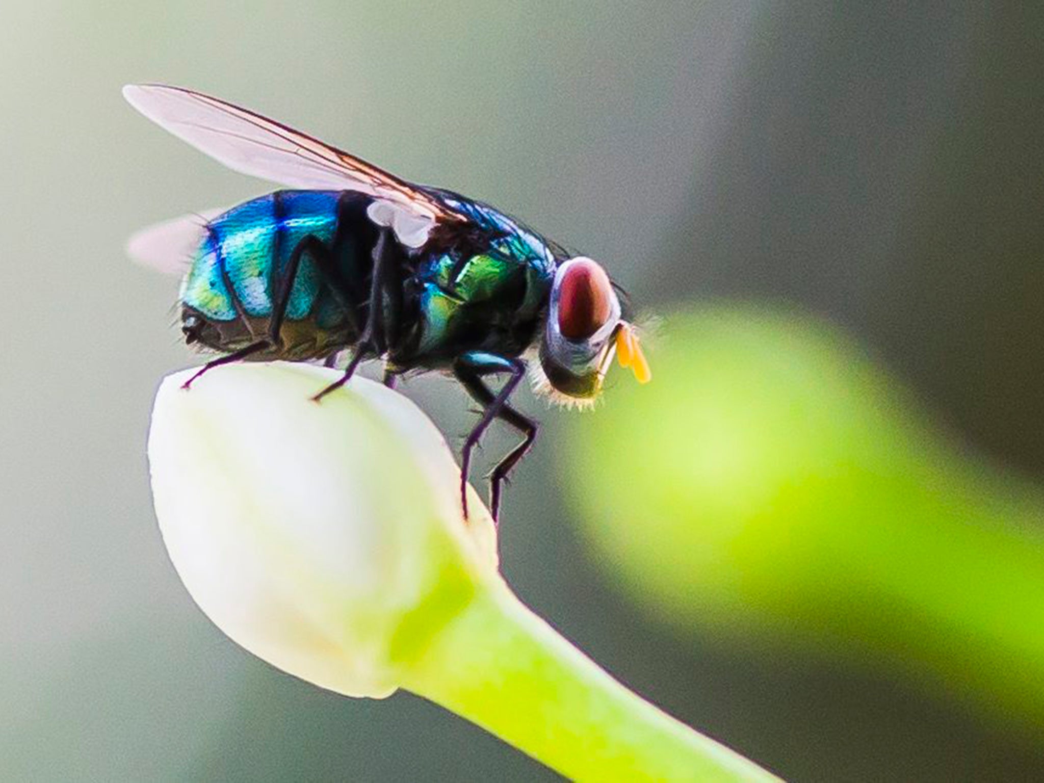 A housefly sits on a flower bud in a garden in Lahore, Pakistan