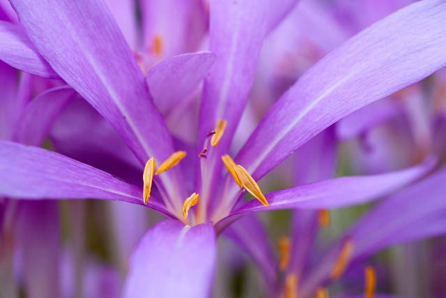Purple reign: A colchicum in full bloom