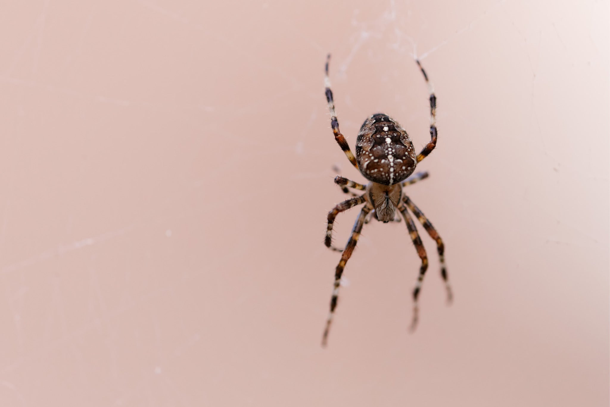 Ten ways to ward off spiders this autumn The Independent The Independent image