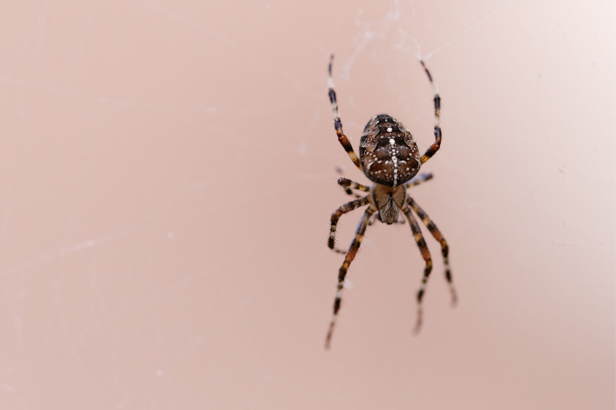 Get rid of spiders - How to stop autumn spiders