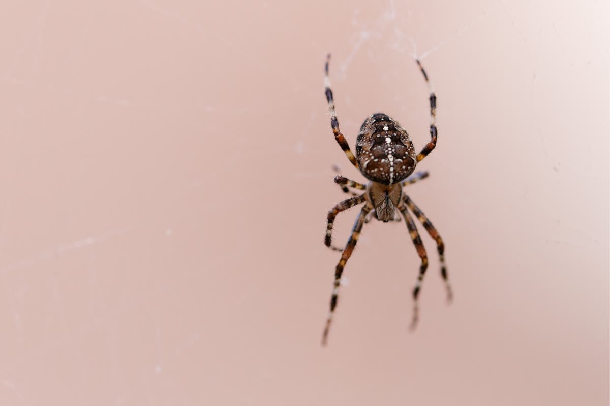 Ten ways to ward off spiders this autumn | The Independent | The ...