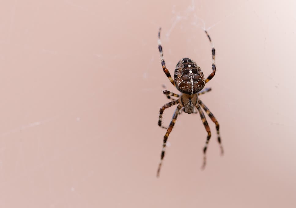 Ten Ways To Ward Off Spiders This Autumn The Independent