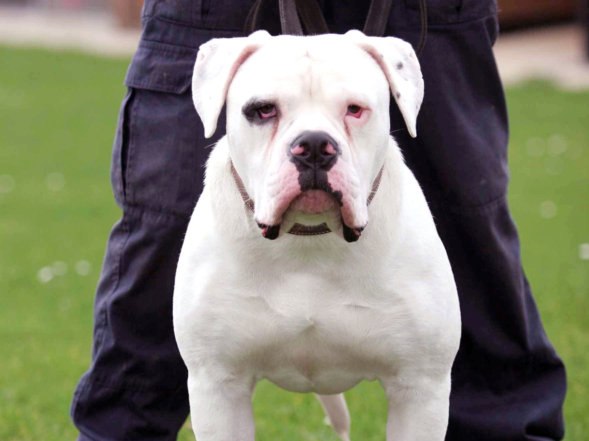 American bulldogs mauled owner and 'almost severed his arm