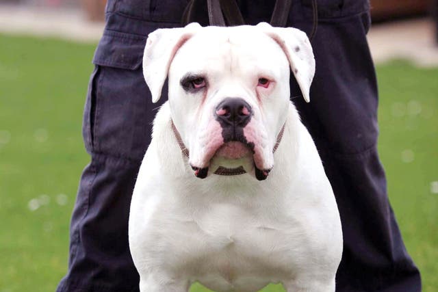 Three-year-old Dexter Neal was mauled to death in Essex by an American bulldog, which is not one of the breeds mentioned in the Act