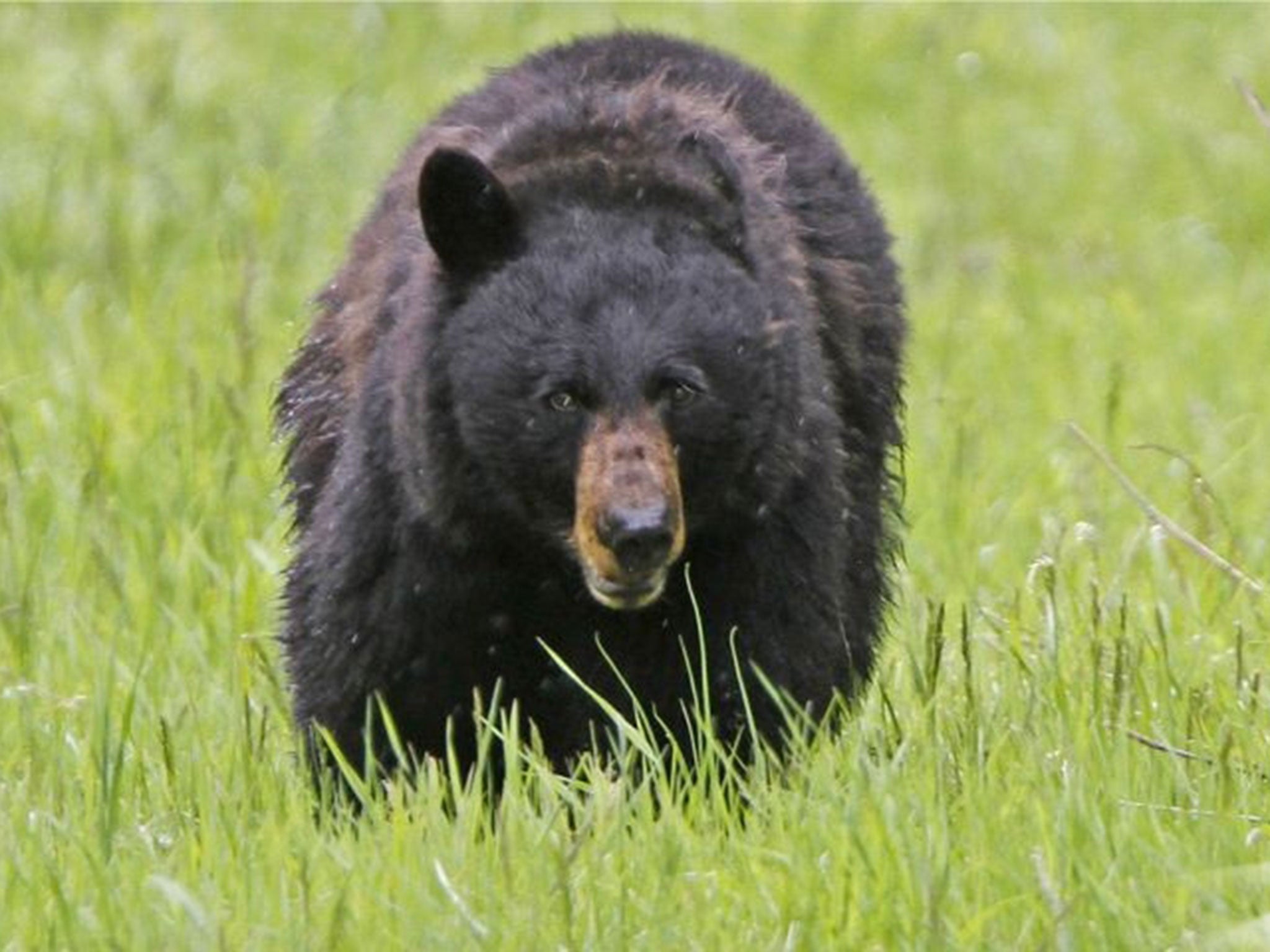 A black bear walks across a meadow near Tower Fall in Yellowstone National Park, Wyoming. This week, authorities euthanized a black bear they say mauled a three-year-old girl just north of the park (stock image)