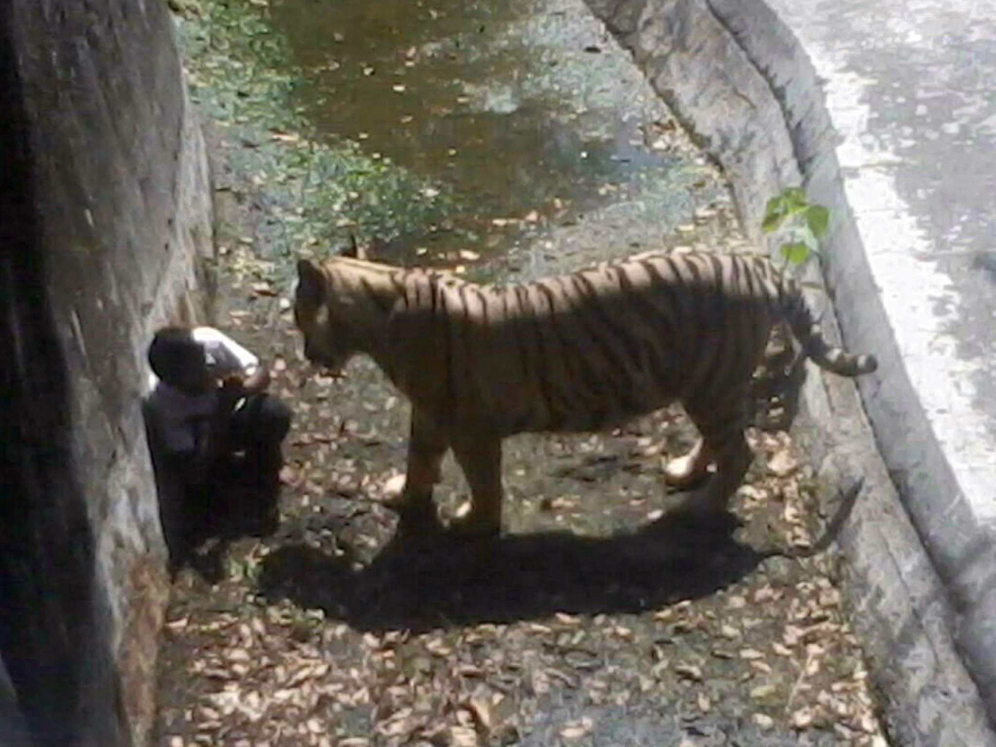 Maqsood Khan is confronted by white tiger Vijay inside its enclosure at the Delhi Zoo in New Delhi on 23 September