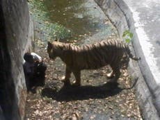 Delhi Zoo installs 'human cages' to avoid another fatal tiger mauling