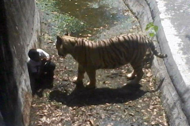 An Indian schoolboy is confronted by a white tiger inside its enclosure at the Delhi Zoo in New Delhi on September 23,